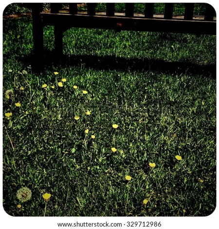 Buttercups, dandelion and garden seat with shadow