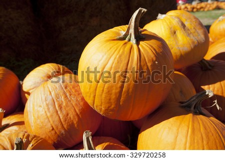 Piles of pumpkins in a pumpkin patch