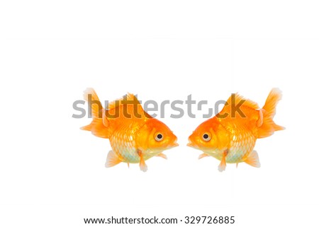 Gold fish isolated background