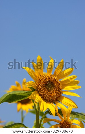 sunflower on outdoor in field blue sky background