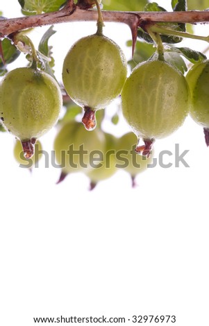 Gooseberries closeup over white