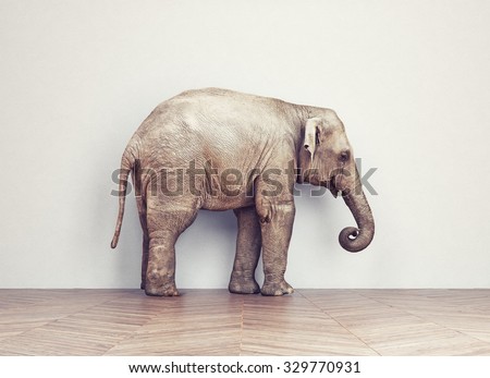 an elephant calm in the room near white wall. Creative concept