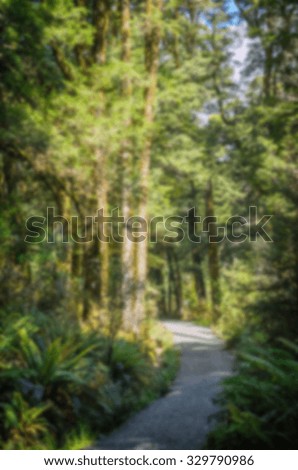 Blurred photo of tropical rainforest landscape, South island, New Zealand