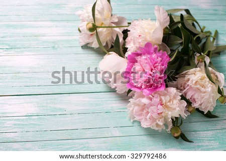 White and pink  peonies flowers on turquoise painted wooden planks. Selective focus. Place for text.