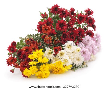 Colorful bouquet of chrysanthemums on a white background.