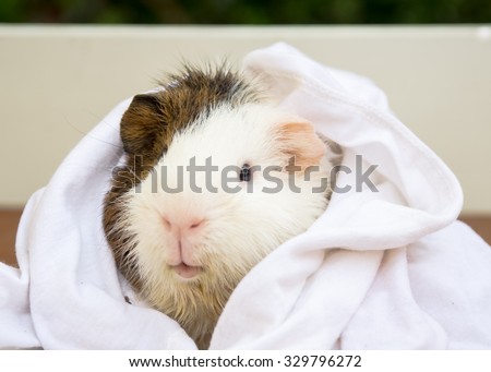 Wet a Guinea pigs with a towel wrap, It's just finished shower. Royalty-Free Stock Photo #329796272