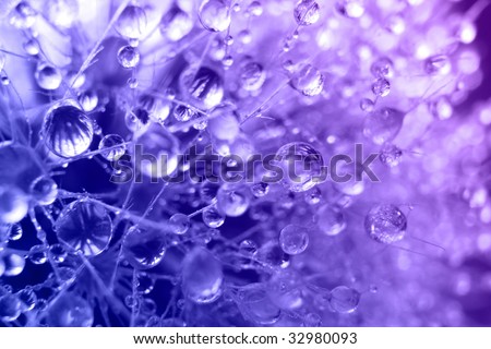 Water drops on dry dandelion
