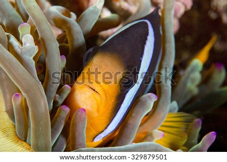 Head on view of a cute adult Clark's Anemonefish (Amphiprion clarkii) tropical fish lying on healthy coral on an anemone on a coral reef in the Musandam area of Oman