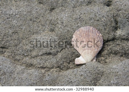 pink shell on gray stone