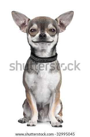 dog ( chihuahua ) looking at the camera, smiling, in front of a white background (Digital enhancement)