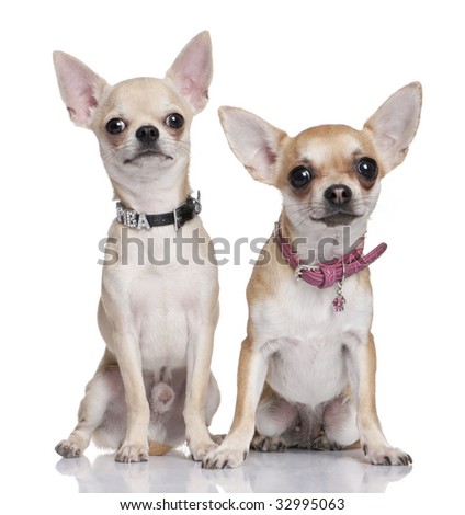 chihuahuas in front of a white background