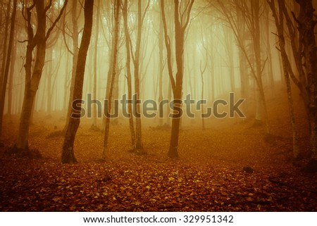 Photo of spooky forest in the national park of foreste casentinesi in Tuscany.