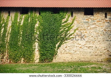The old castle wall covered with green ivy