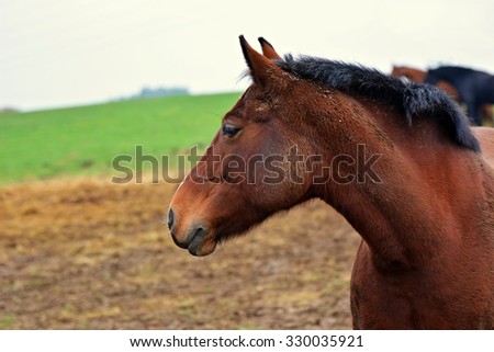 The head of a brown horse