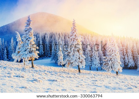 magical winter snow covered tree. Sunset in the Carpathians. Ukraine, Europe