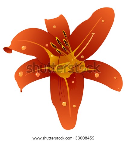 Illustration of a beautiful orchid with drops of water. Vector file in my portfolio