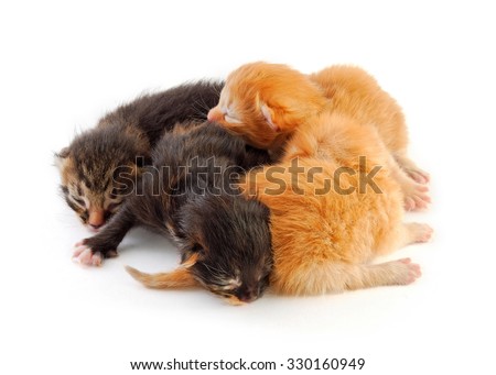 small newborn kittens, red and black