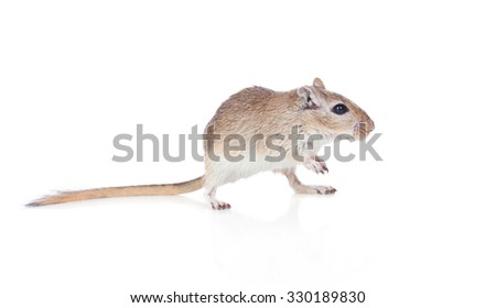 Profile of a funny gerbil isolated on a white background