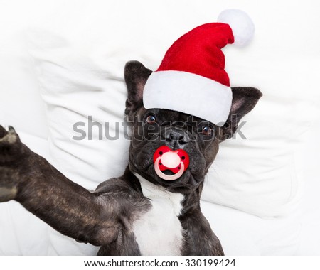 french bulldog dog taking a selfie in bed at christmas holidays with pacifier wearing a santa hat