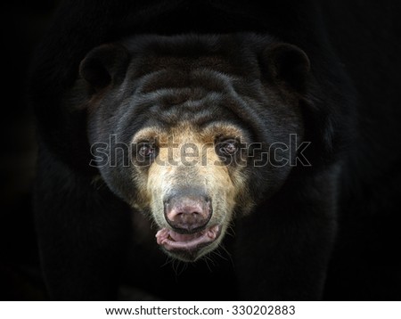 malayan sun bear. Royalty-Free Stock Photo #330202883