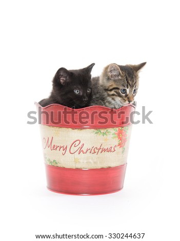 A tabby and black kitten sitting inside of Christmas bucket isolated on white background