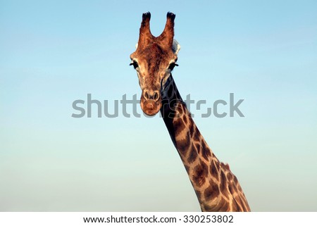 A portrait of a huge giraffe neck and face on sky background. Horizontal image. 