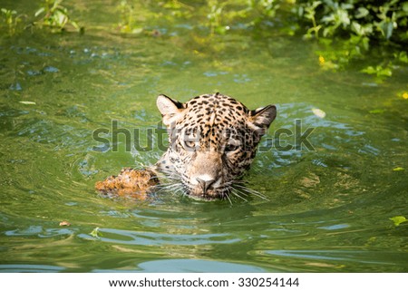 Orange jaguar swimming in the water