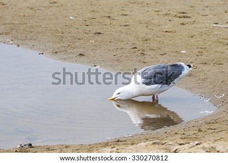 seagull drinking water on the beach in canon beach,Oregon,USA.