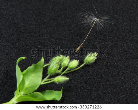 The seed of a dandelion next to the buds of grass, on black cloth.
