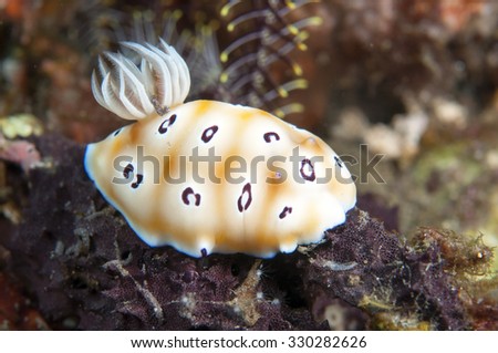 Sea Slug, Tulamben, Bali, Indonesia.