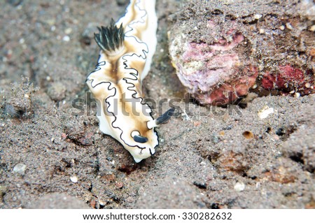 Sea Slug _ Glossodoris atromarginata, Tulamben, Bali, Indonesia.