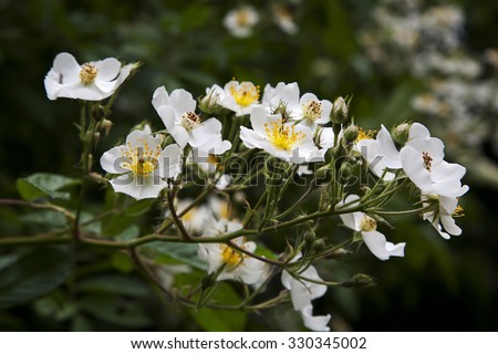 Flowering Multiflora rose (Rosa multiflora) Royalty-Free Stock Photo #330345002