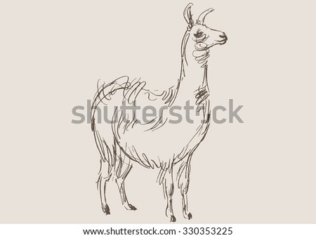 lama animal,  hand draw sketch 