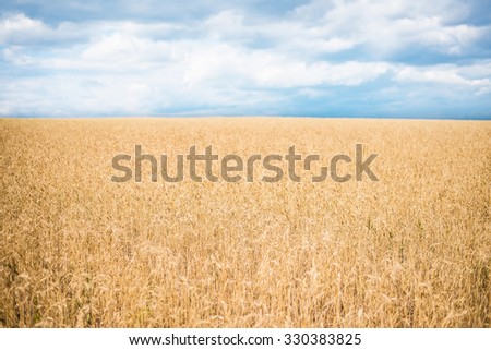 backdrop of ripening ears of yellow wheat field on the sun light cloudy blue sky background Copy space of  sunny day Horizon in rural meadow Nature photo Idea of rich harvest Space for people, object