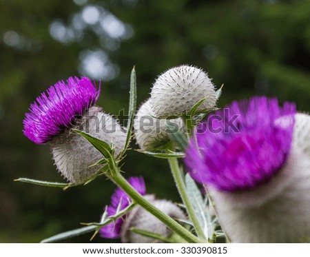 Blooming  thistle - wild flower close up(Silybum marianum). Abstract floral background with blur effect.