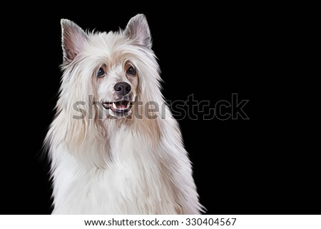 Drawing Chinese crested dog portrait on a black background