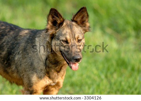 stray dog on  background of  green grass