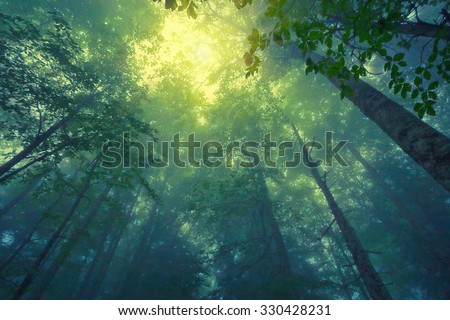 Beautful tranquil lanscape of mountain foggy forest Royalty-Free Stock Photo #330428231