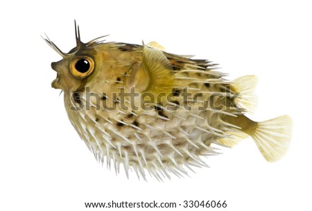 Long-spine porcupinefish also know as spiny balloonfish - Diodon holocanthus in front of a white background