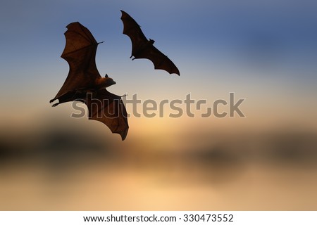 Bat silhouettes with colorful lighting - Halloween festival Royalty-Free Stock Photo #330473552