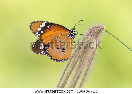 the plain tiger butterfly on grass flower
