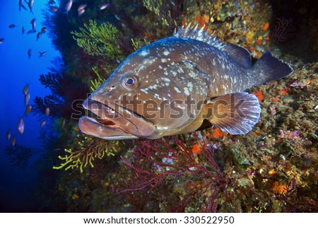 Medes Islands grouper Royalty-Free Stock Photo #330522950