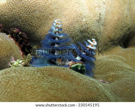 Blue Christmas tree worm (Spirobranchus giganteus)