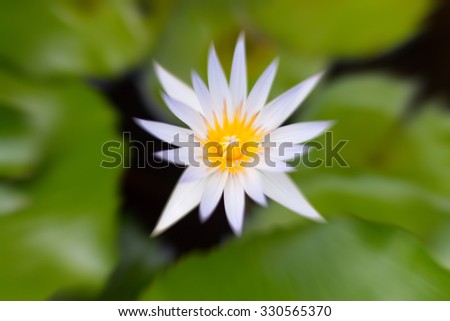 Blur of beautiful white lotus