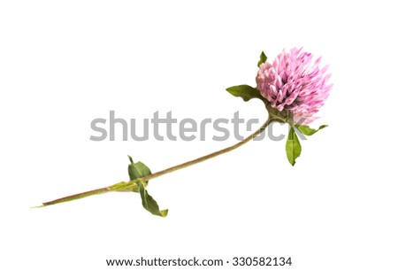 nature, season, summer and botany concept - clover flower