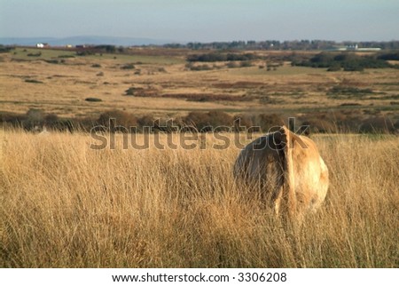 a cow on meadow by blue sky