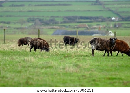 sheep on green meadow with white flowers