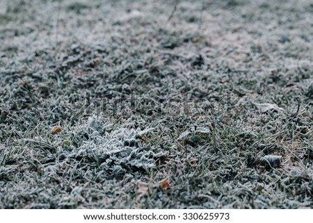 Wallpaper grass covered with frost in autumn