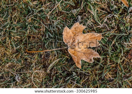 Wallpaper maple leaf covered with frost in autumn