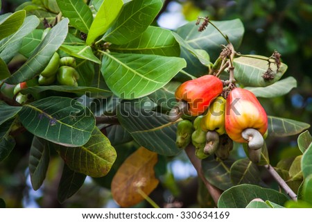Leaves and cashews in cashew tree Royalty-Free Stock Photo #330634169